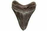 Serrated, Fossil Megalodon Tooth - South Carolina #200820-1